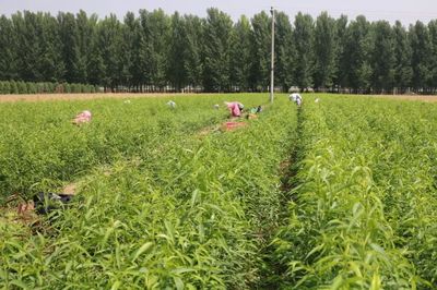 優(yōu)質(zhì)水蜜桃示范產(chǎn)業(yè)化開(kāi)發(fā)基地落戶德勝農(nóng)林 推動(dòng)種植技術(shù)革新與產(chǎn)業(yè)鏈升級(jí)