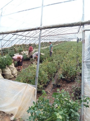 藍(lán)莓種植技術(shù)與用途簡(jiǎn)介