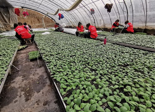 驛城區(qū)禾綠農(nóng)業(yè) 以技術(shù)開(kāi)發(fā)為根基，扶貧濟(jì)困送溫暖