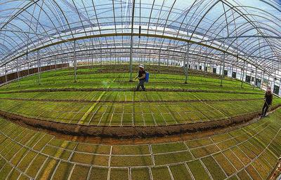 濱?？h大力推廣水稻工廠化育秧 種植技術開發助力農業現代化