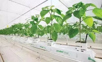 雄霸世界！荷蘭農業靠這5大經營模式與種植技術開發
