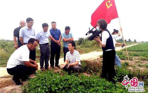 江蘇睢寧 黨建引領，小菊花開出“黃金花”