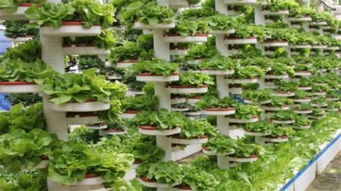 無土栽培技術(shù) 應(yīng)對耕地缺失，引領(lǐng)現(xiàn)代農(nóng)業(yè)發(fā)展的新路徑